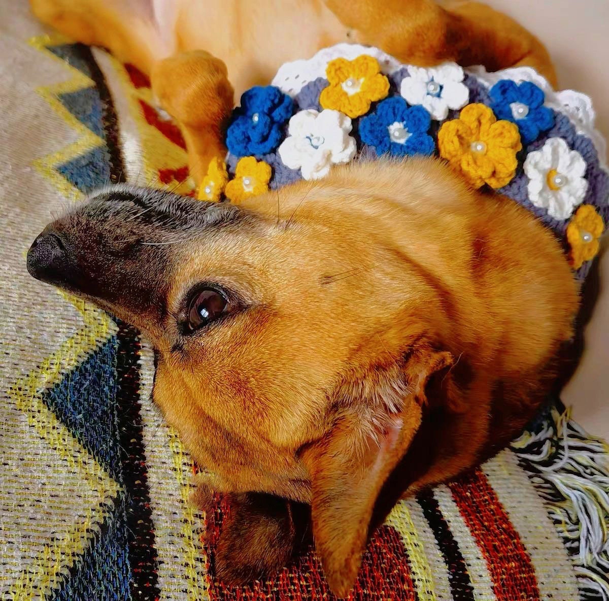 Crochet Cat and Dog Collar