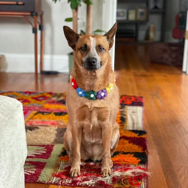 Adjustable Flowers Crochet Cat Collar