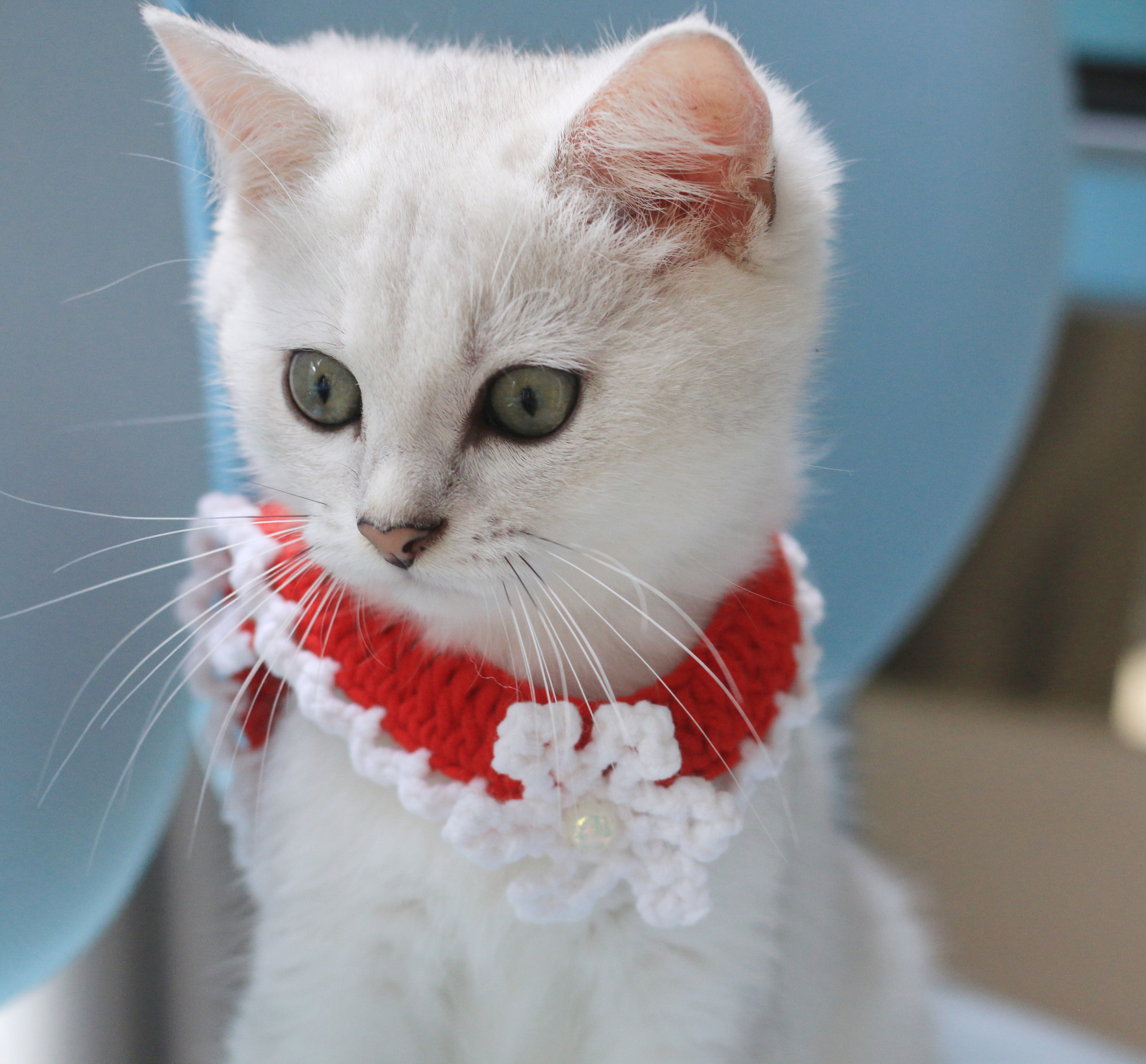 Snowflake Christmas Collar Cat and Dog Collar