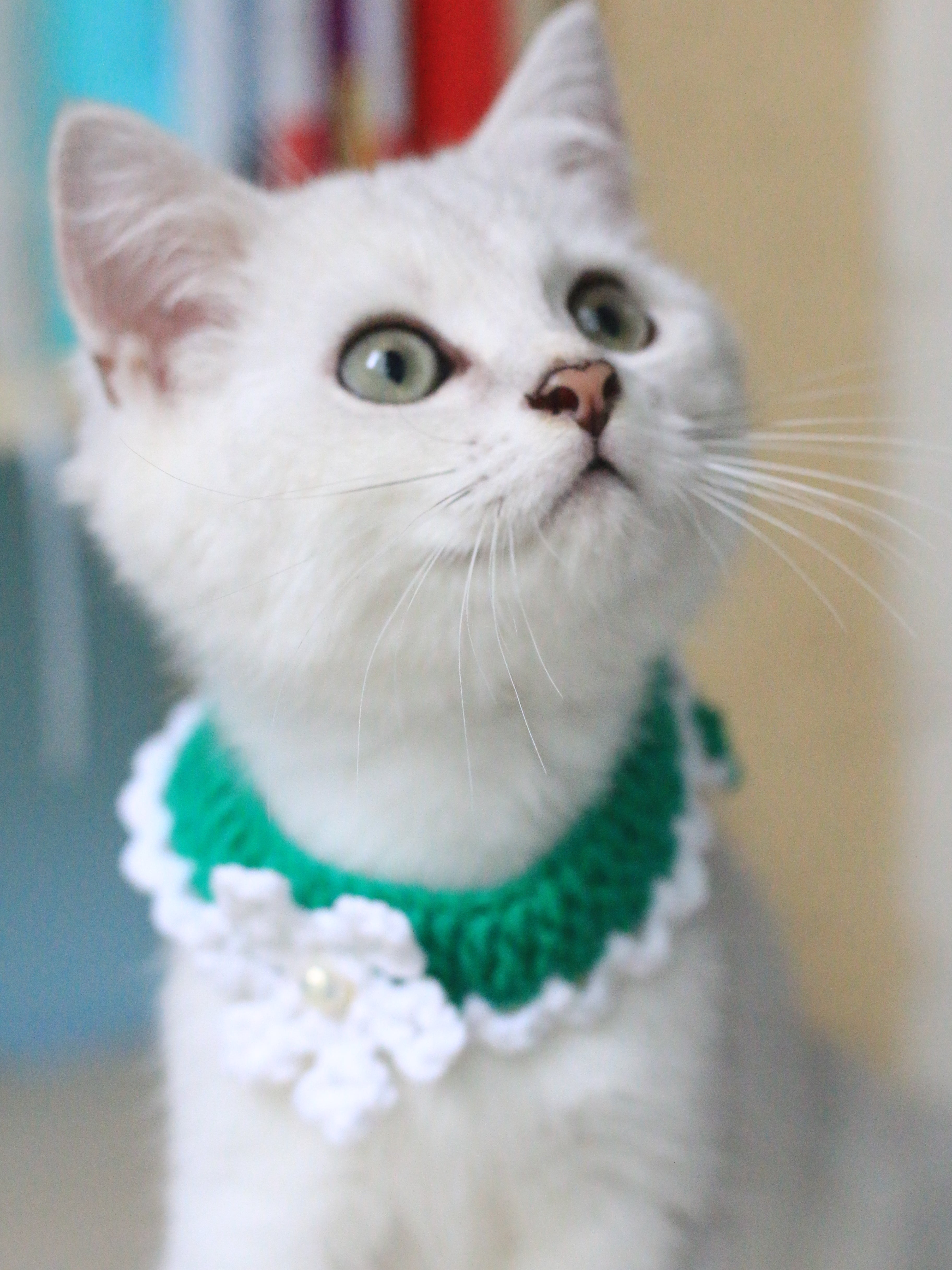 Snowflake Christmas Collar Cat and Dog Collar