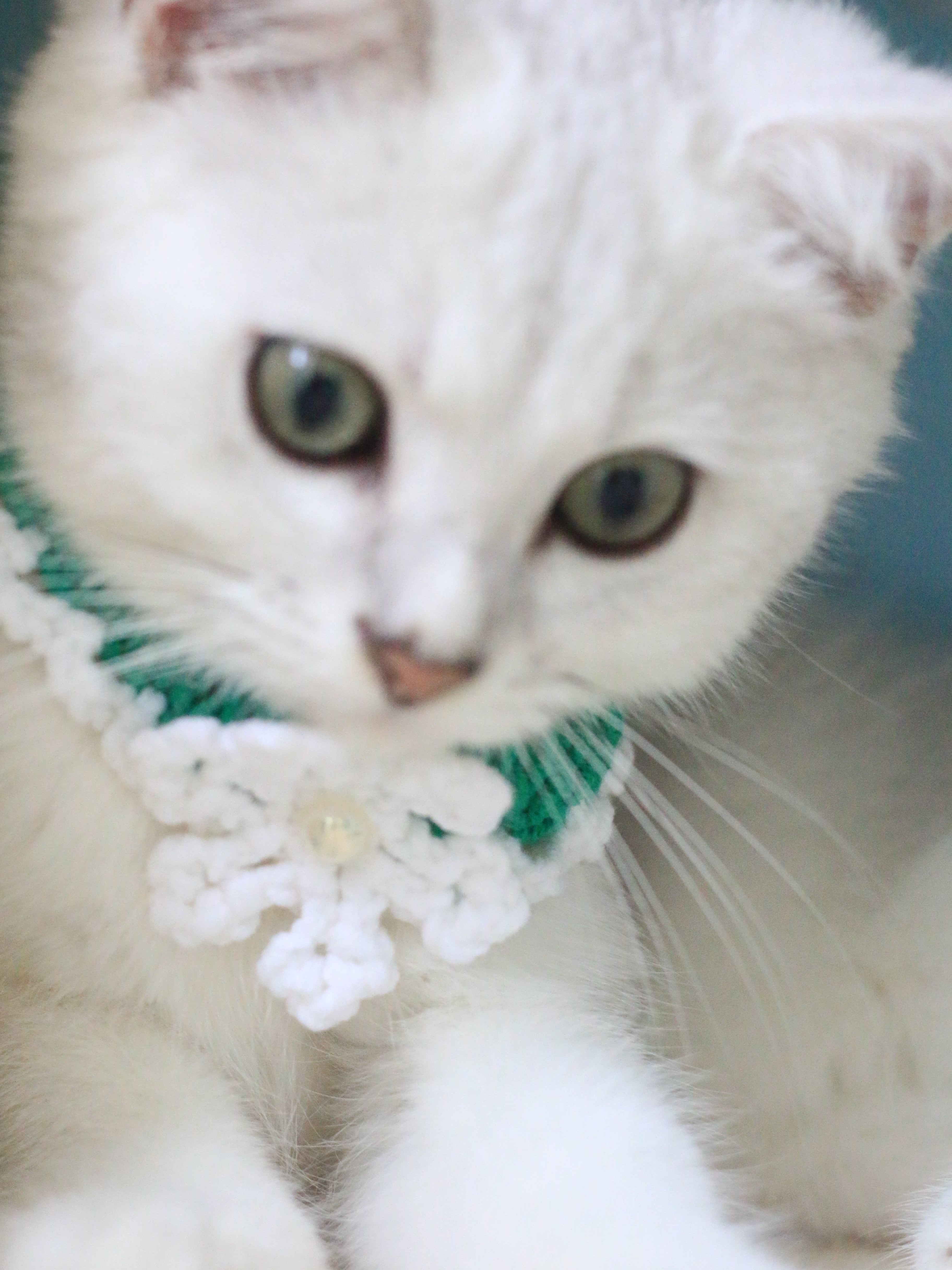 Snowflake Christmas Collar Cat and Dog Collar