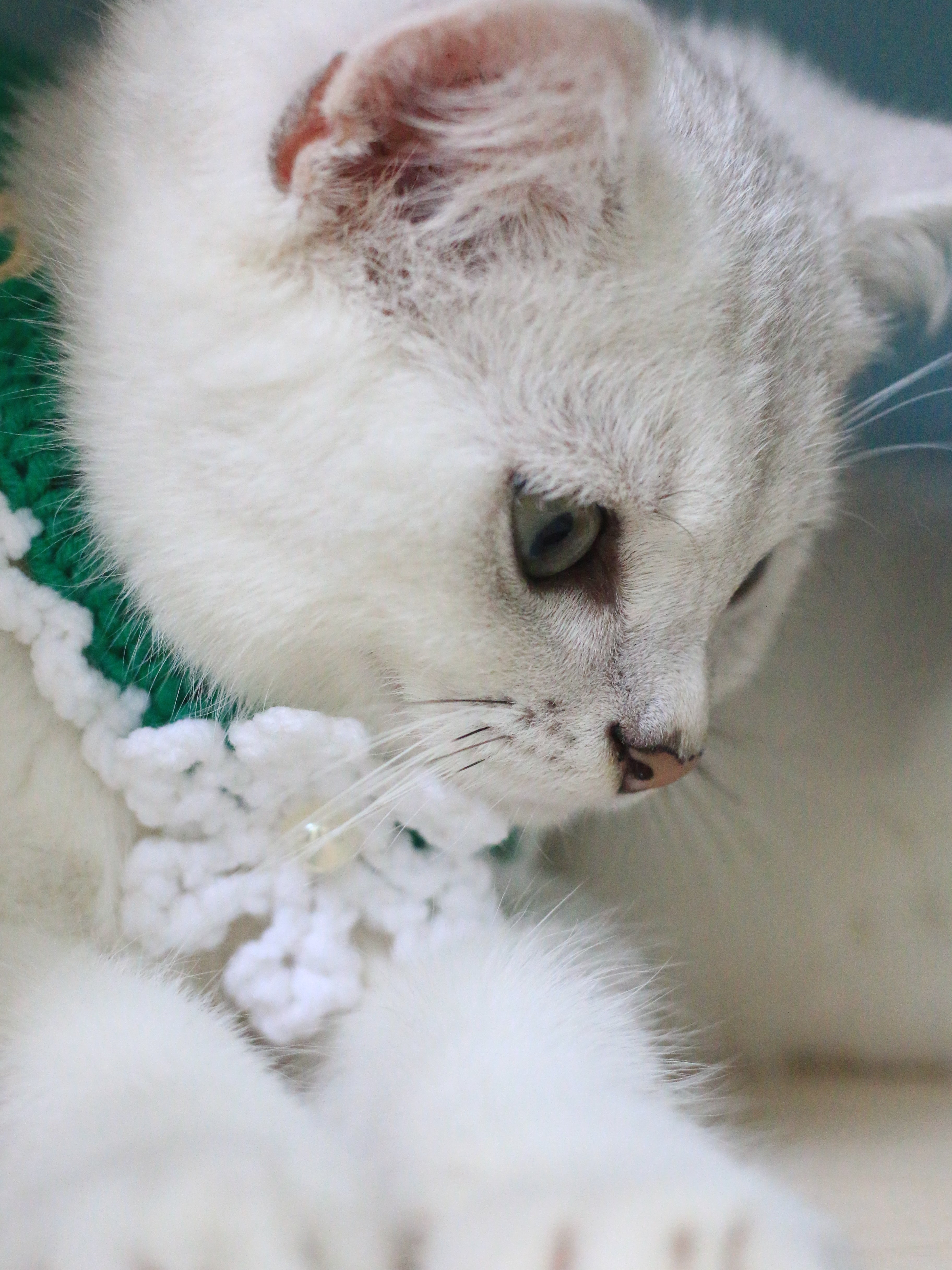 Snowflake Christmas Collar Cat and Dog Collar