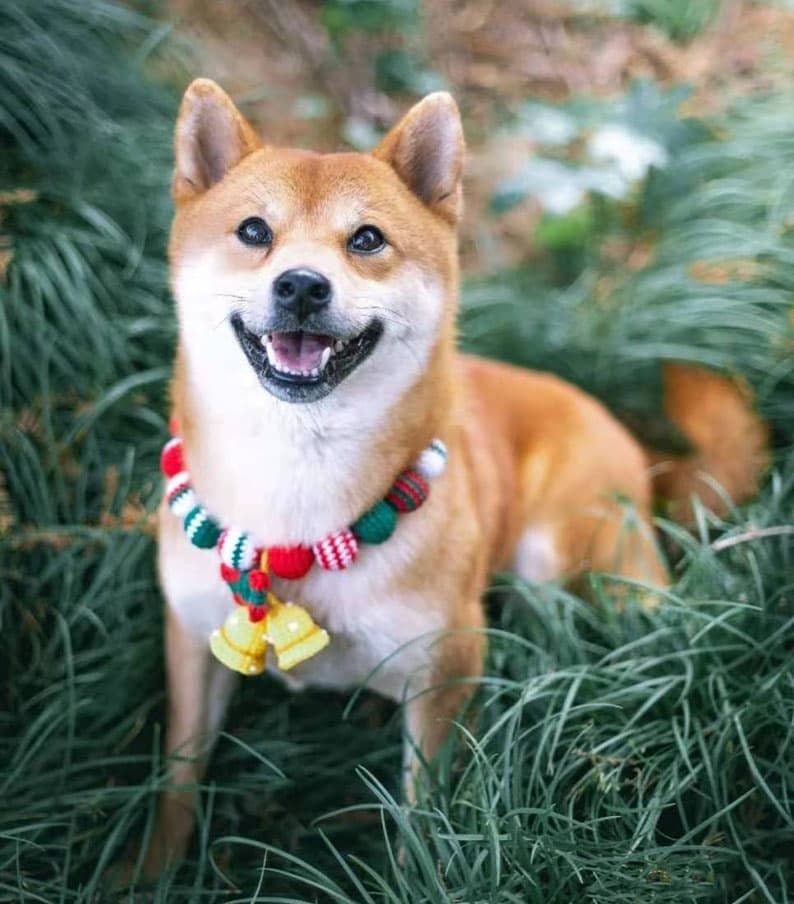 Merry Christmas Collar for Dog Gift for Dog