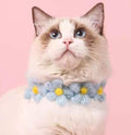 Crochet Flowers Cat Collar with Straps