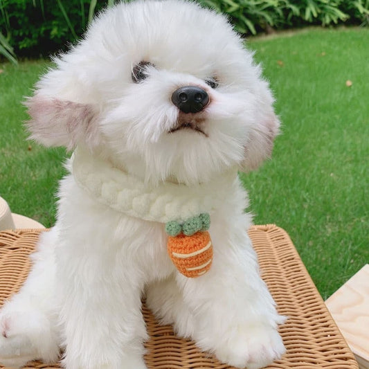 Carrot Pet Collar