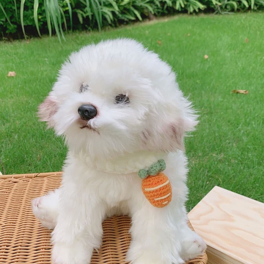 Carrot Pet Collar